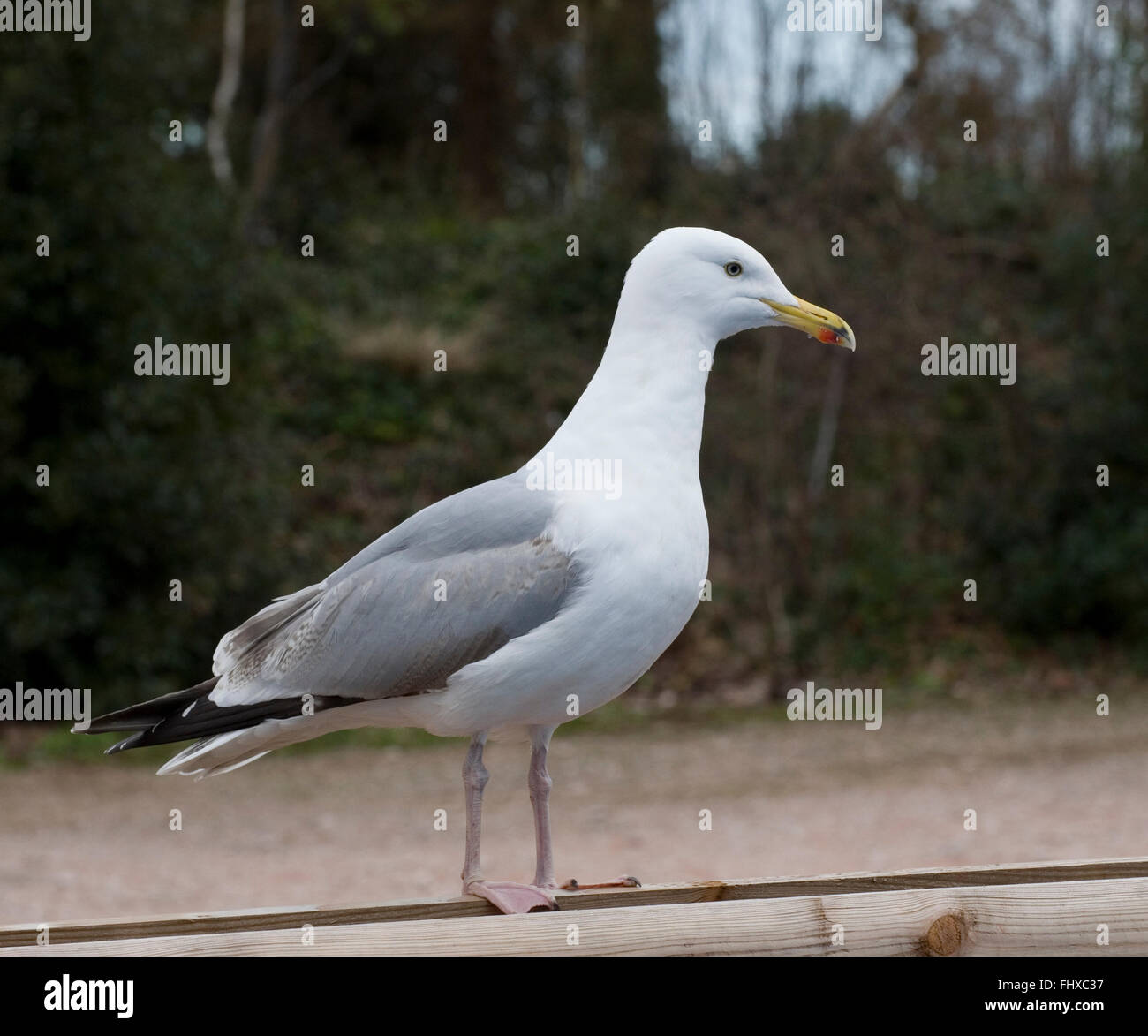 Herring gull seagull Stock Photo