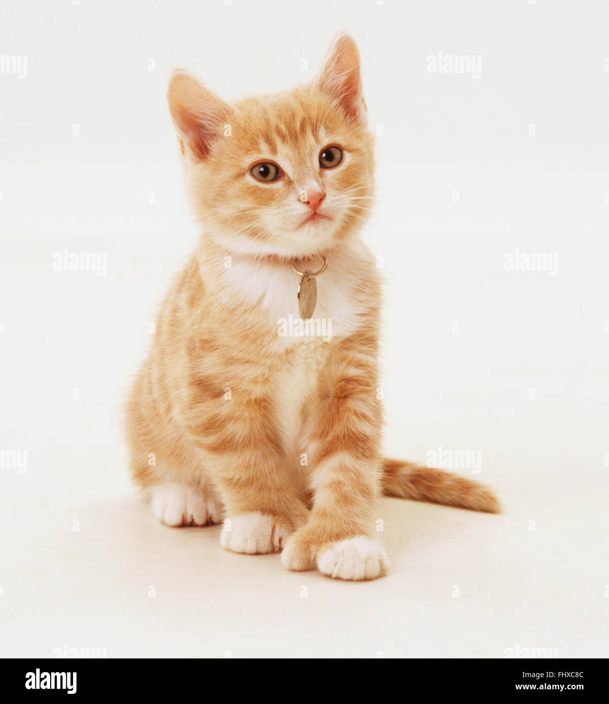 Sitting light brown and white tabby kitten (Felis catus) with a tag around its neck, front view Stock Photo