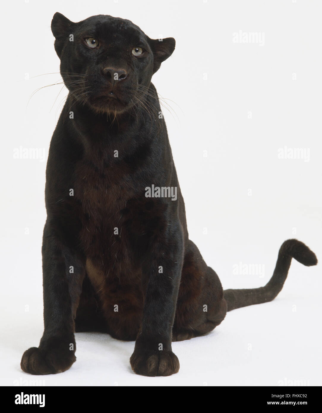 Seated Black Panther (Panthera pardus), front view. Stock Photo