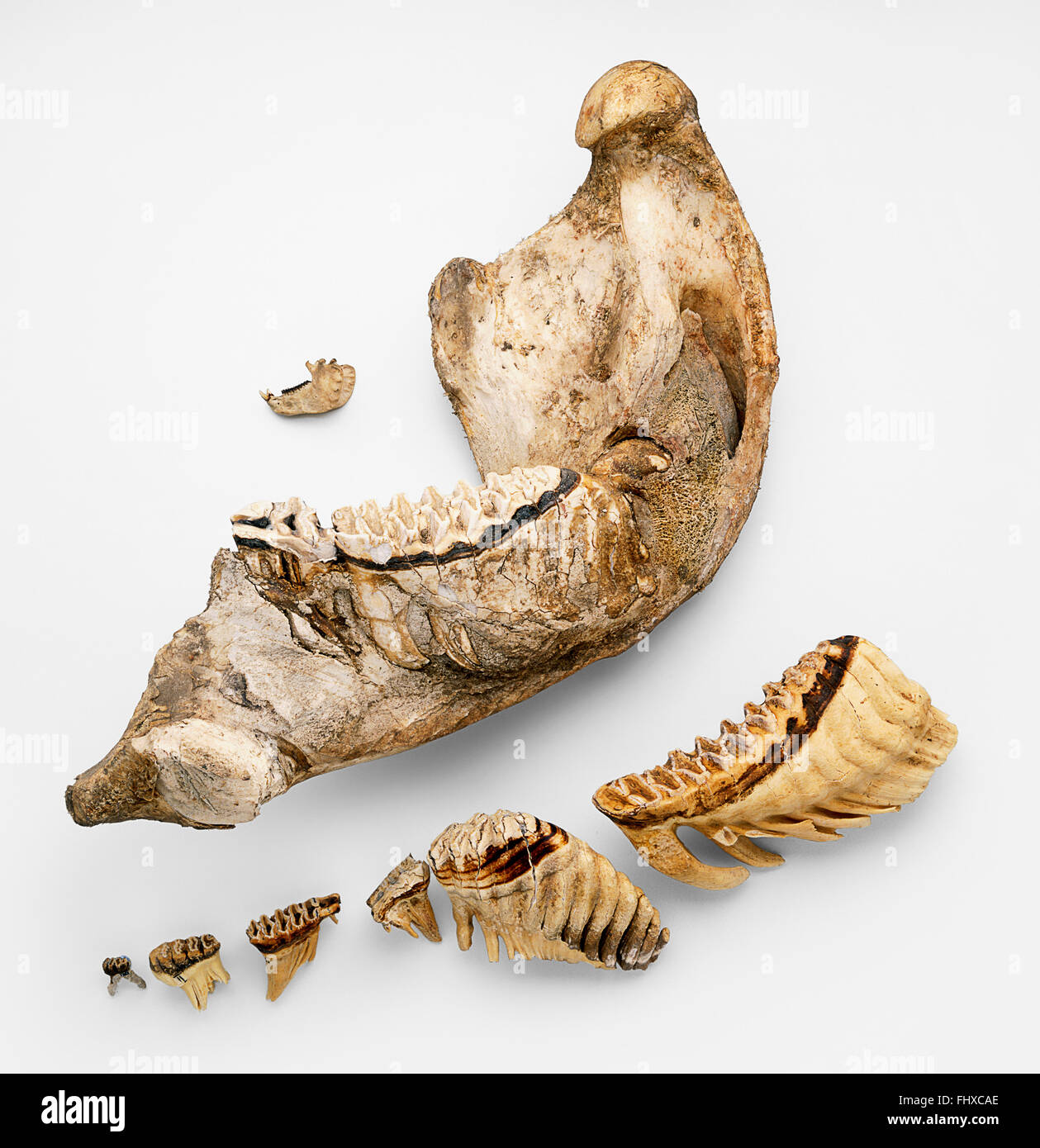 Jaw bone and set of molar teeth of African elephant (Loxodonta africana) Stock Photo