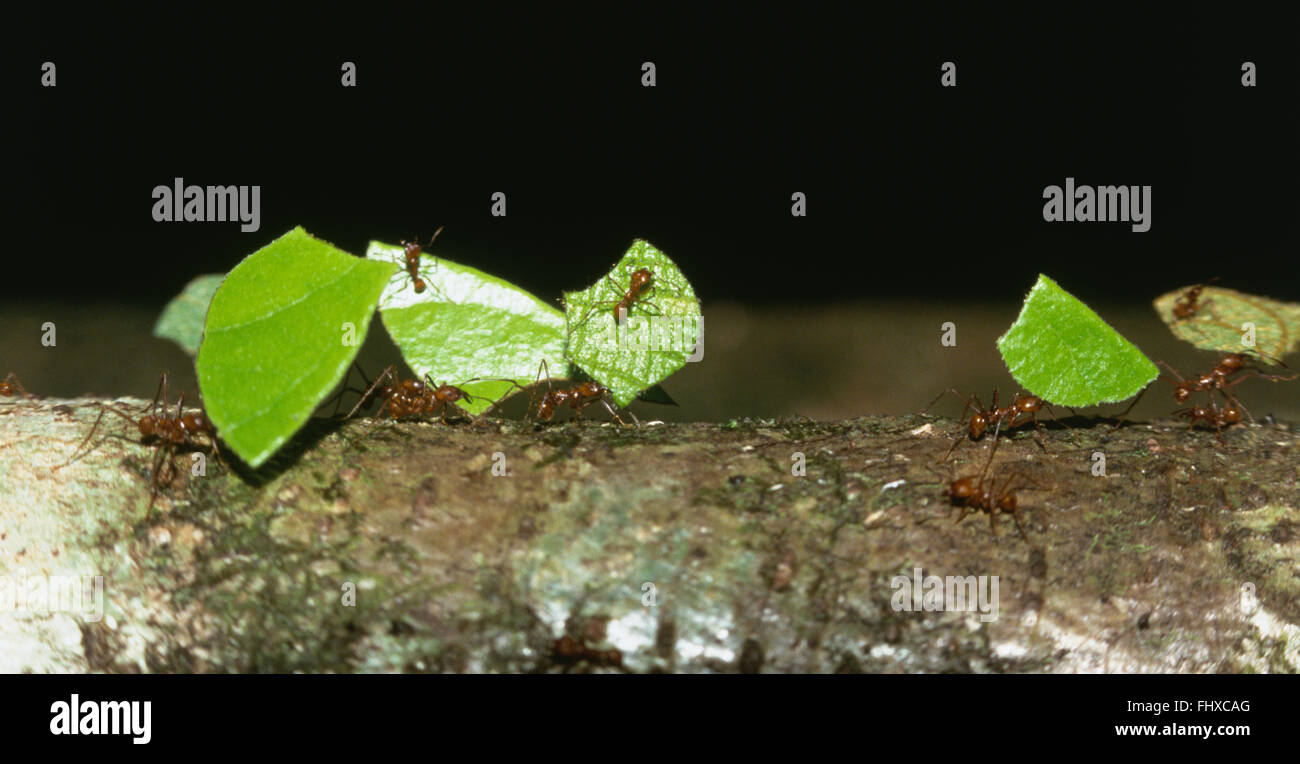 Atta ants carrying leaves back to nest. Stock Photo