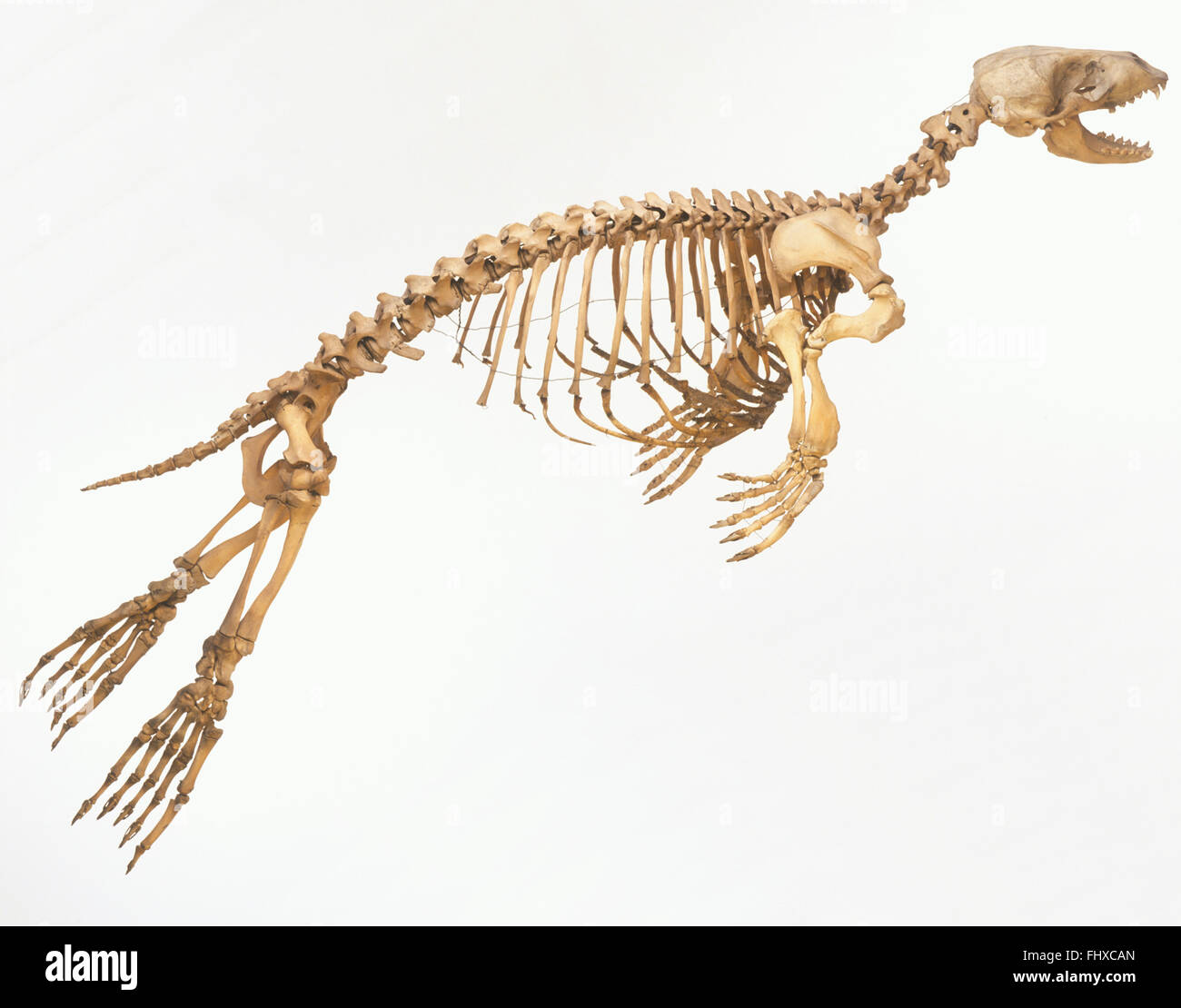 Skeleton of a Harbour seal (Phoca vitulina) 'in motion', side view Stock Photo