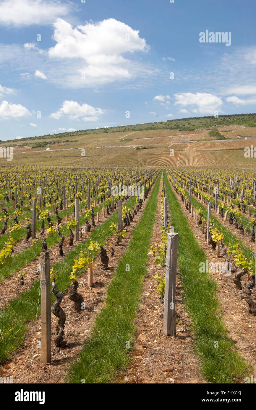 Vineyard in Burgundy ('Bourgogne') Stock Photo