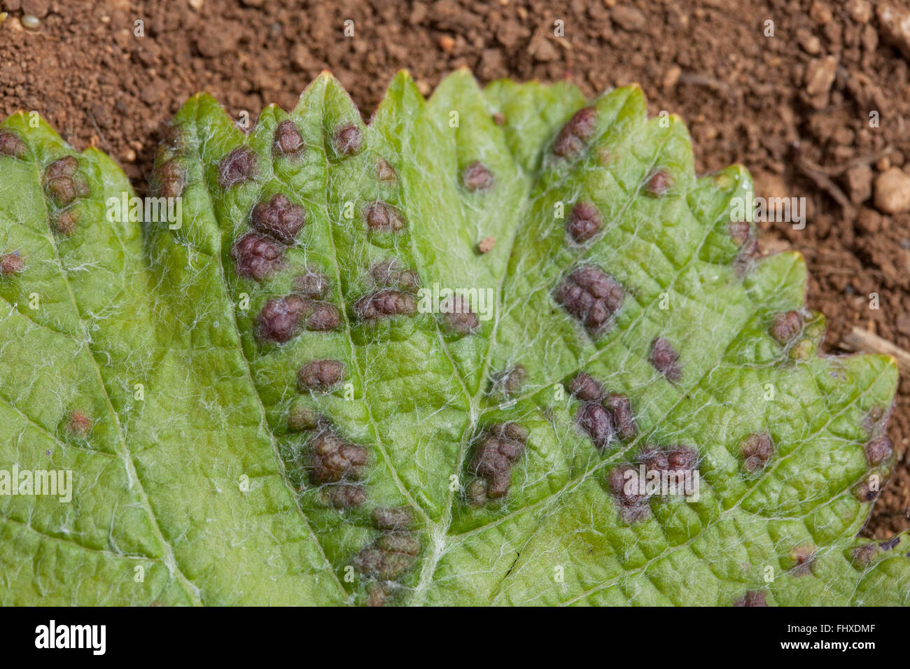 Erineum leaf mite Stock Photo