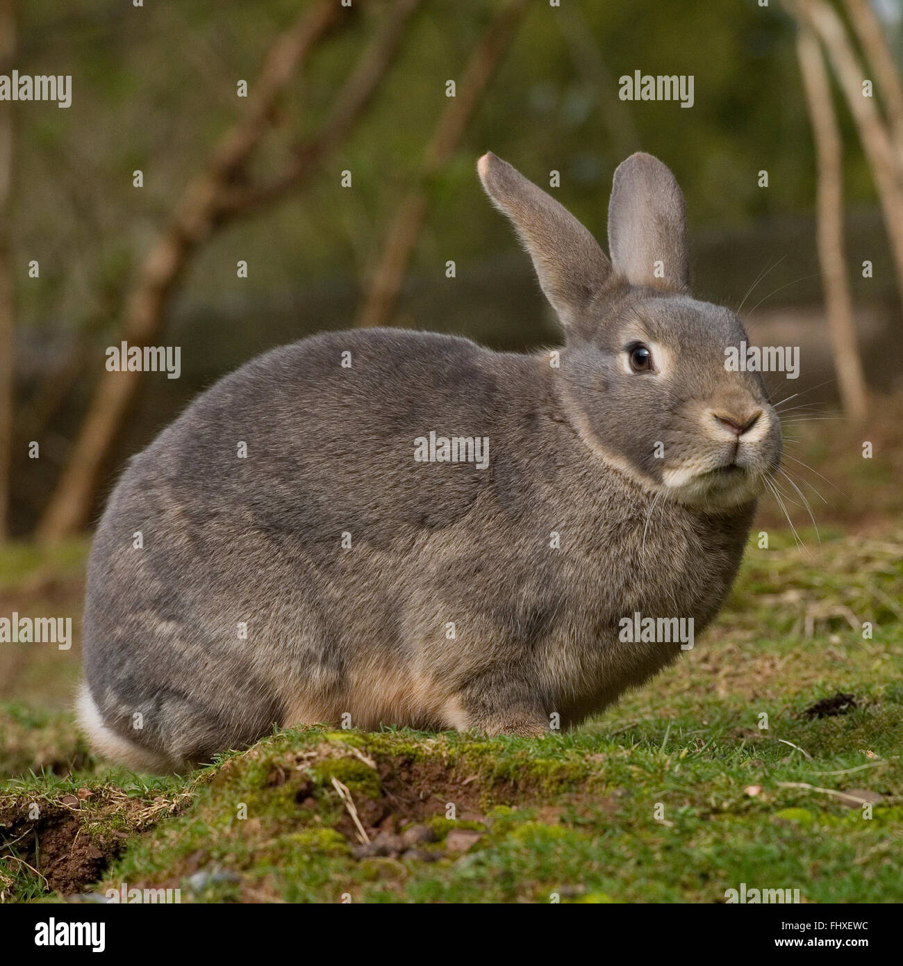 domestic rabbit Stock Photo