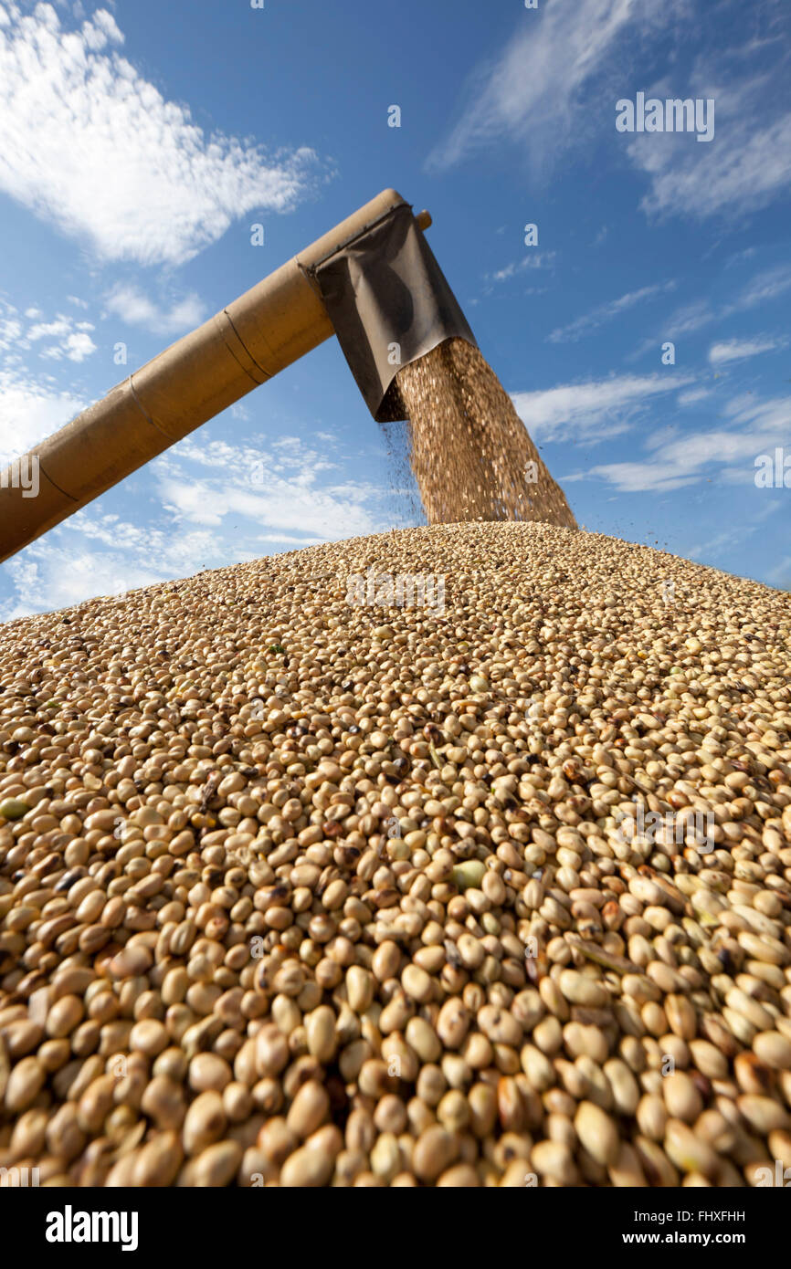 Field bean harvesting Stock Photo Alamy