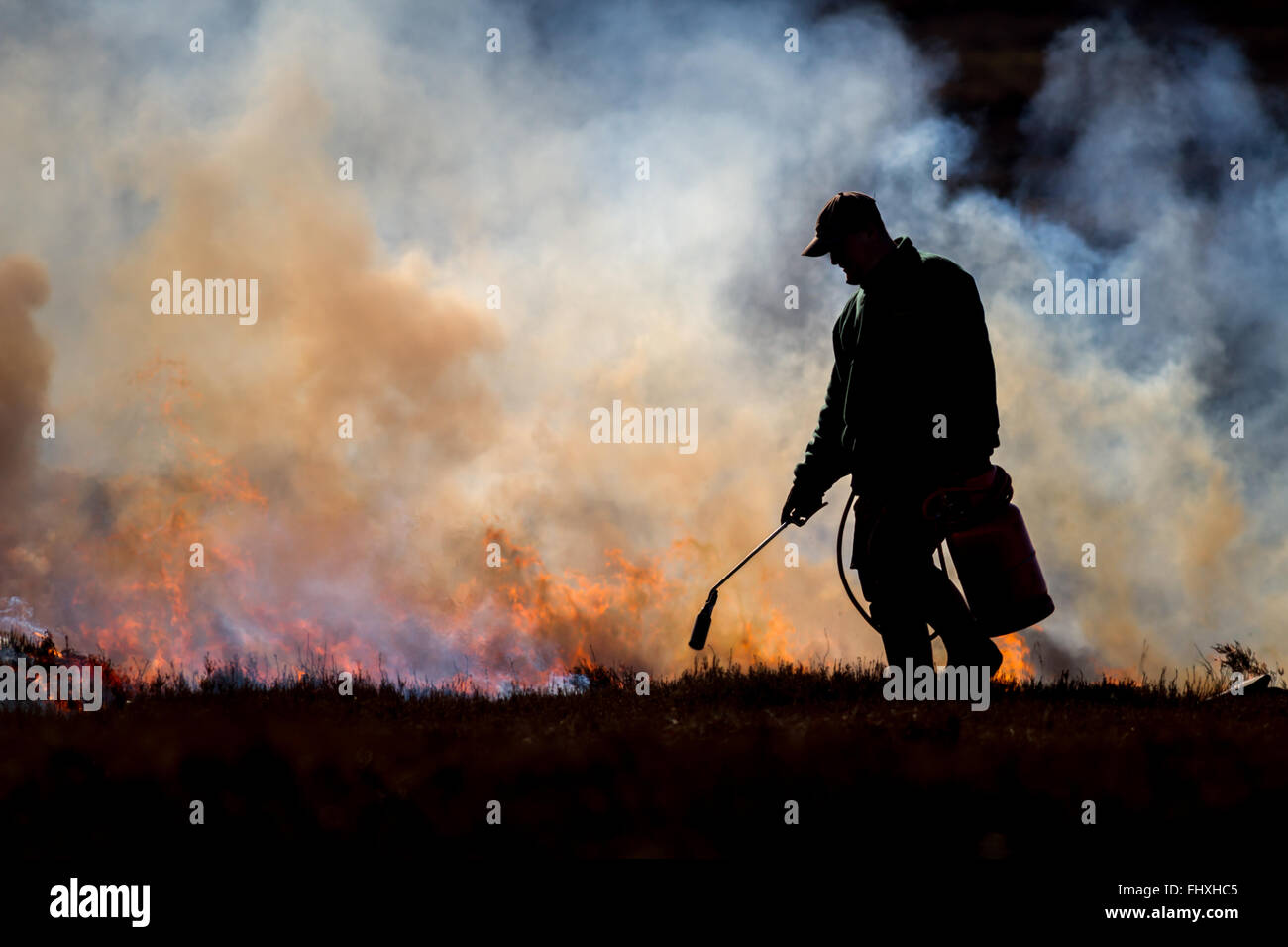 Gamekeeper person undertaking controlled burning of the heather moors using a gas bottle burner, Yorkshire Stock Photo