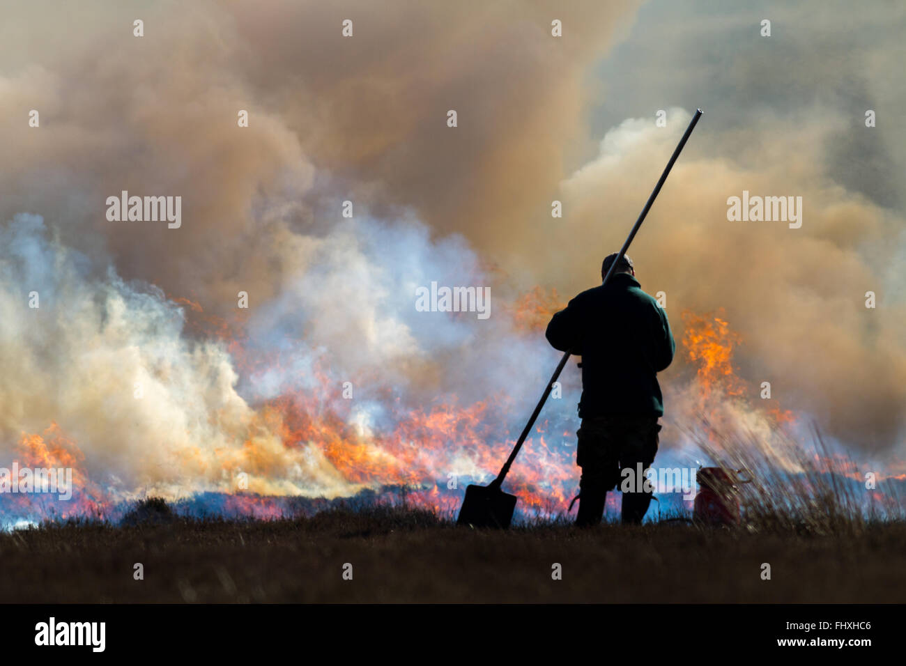 Gamekeeper undertaking controlled burning of the heather moors, Yorkshire Stock Photo