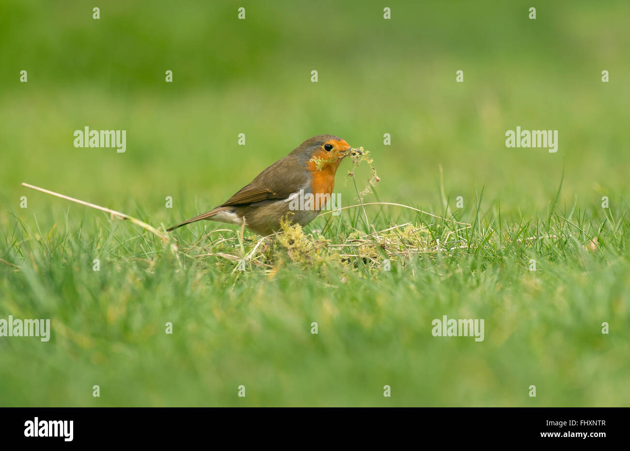 Robin collecting nest material Stock Photo