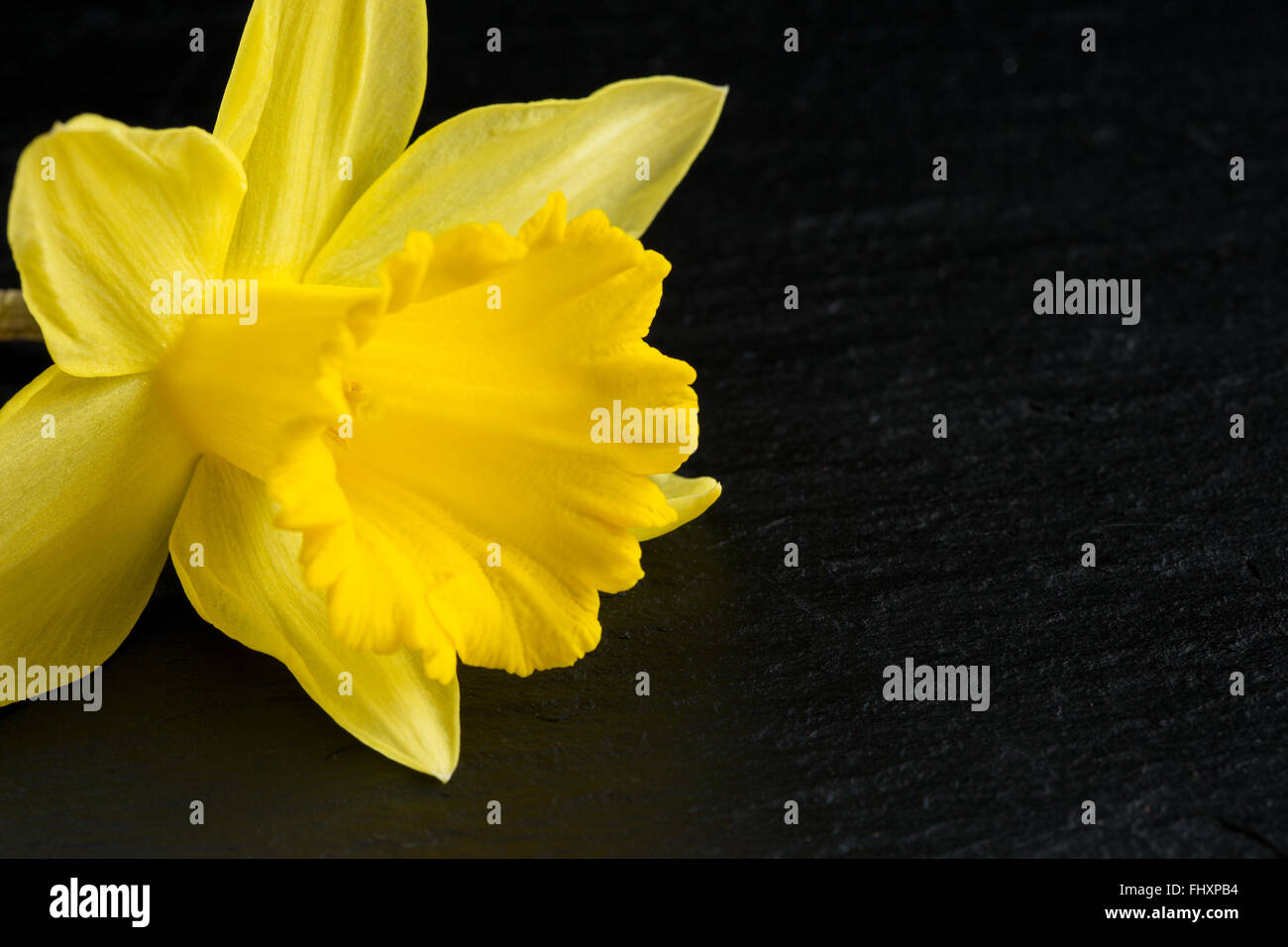 Yellow daffodil on a black slate background Stock Photo