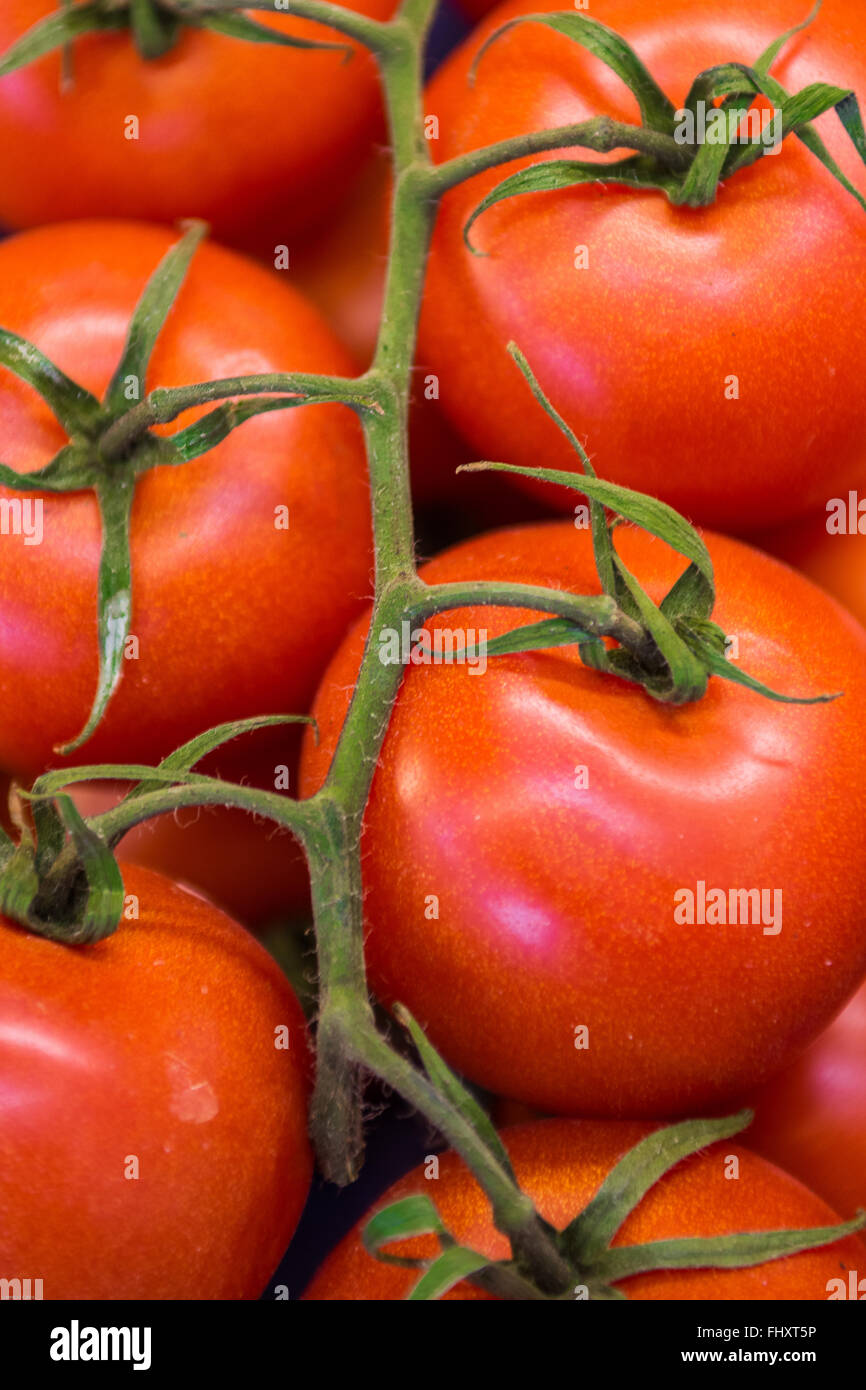 Chemin Rouge Hâtive ,Chemin early red tomato , Chemin rote fruhe