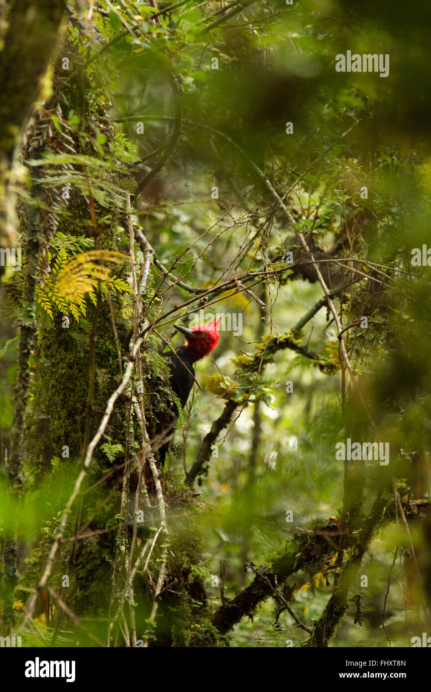 Black woodpecker in the wilderness of Chilean Patagonia Stock Photo