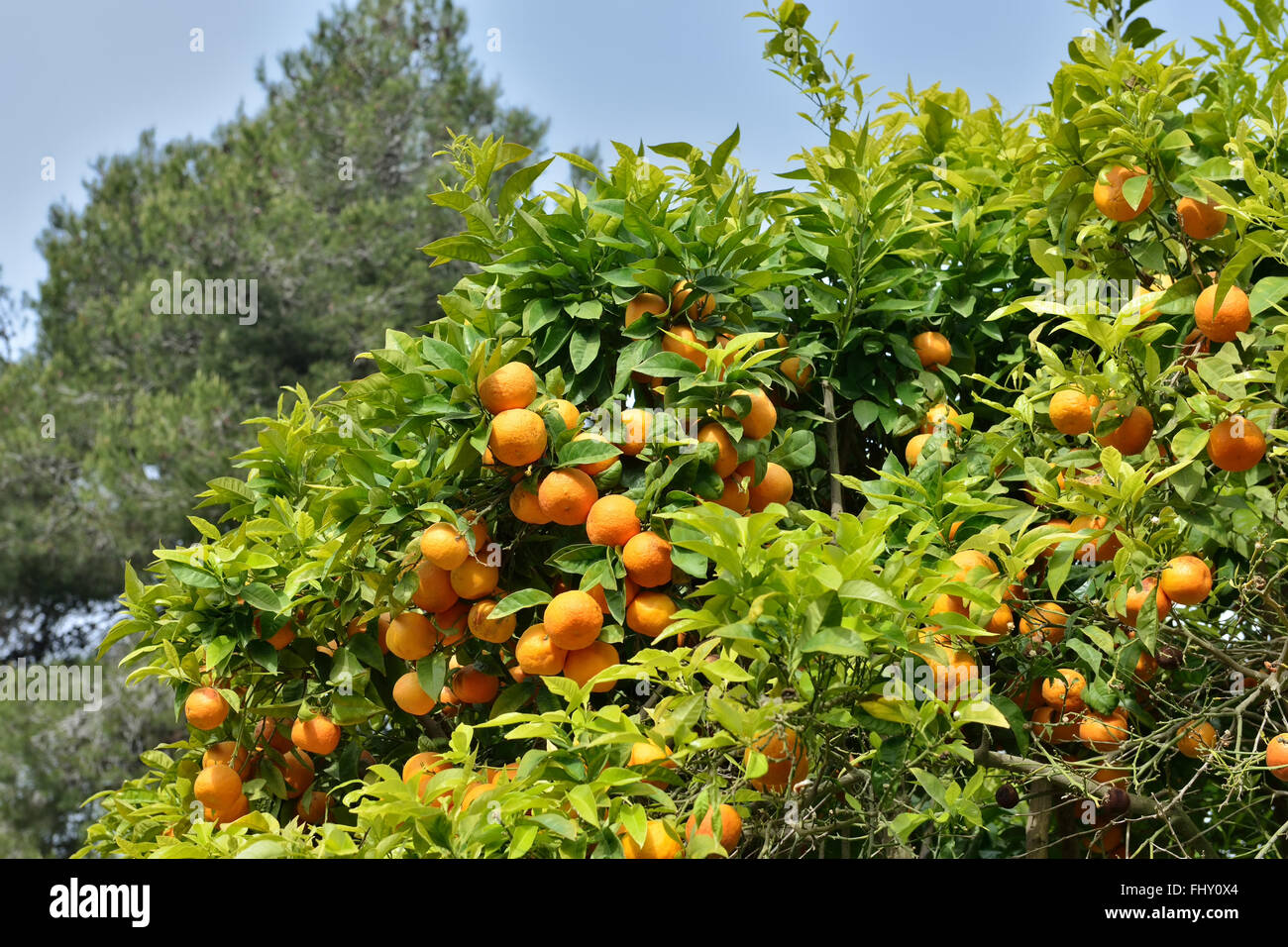 Ripe oranges in Mediterranean garden Stock Photo