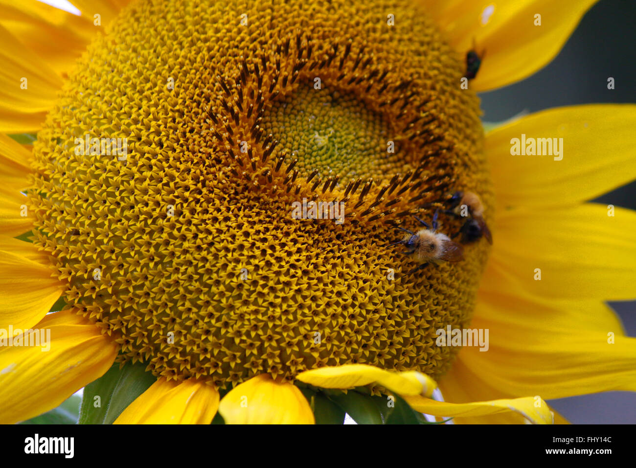 Sonnenblume mit Hummeln - spaetsommerlicher Garten, Berlin. Stock Photo