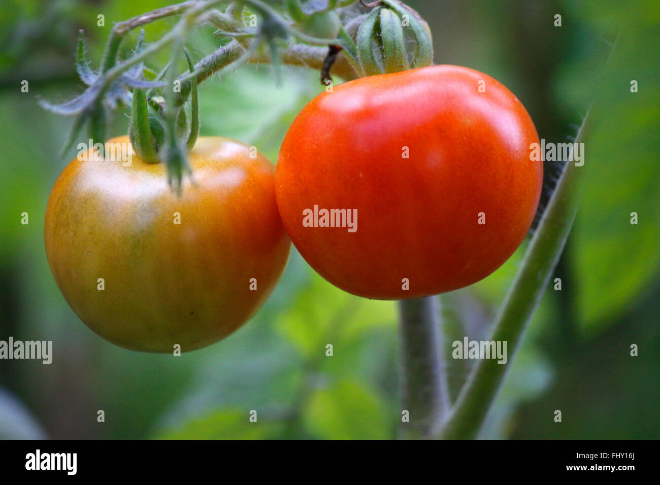Tomaten Spaetsommerlicher Garten Berlin Stock Photo Alamy