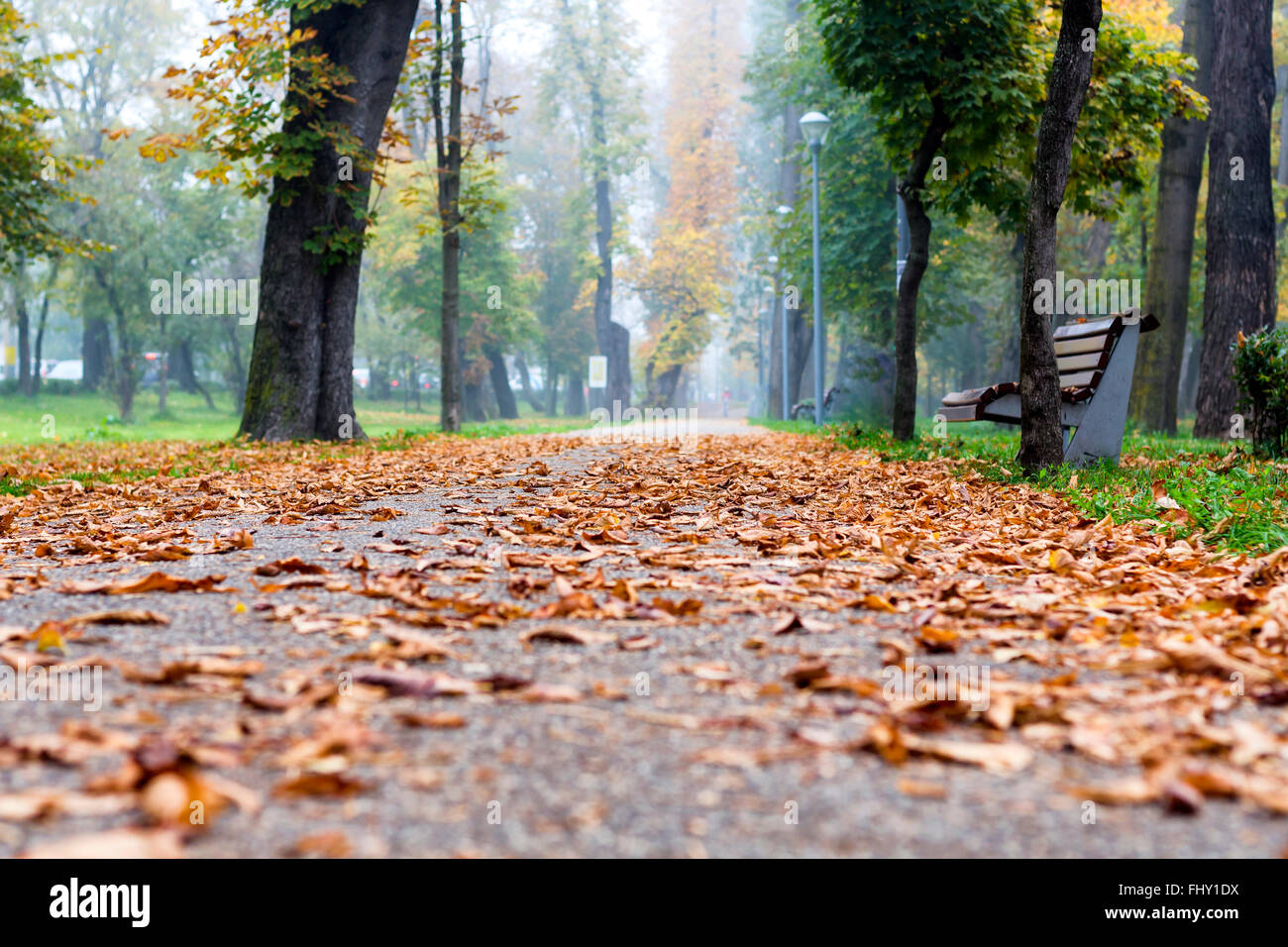 Autumn leaves on a walking path in the park Stock Photo - Alamy