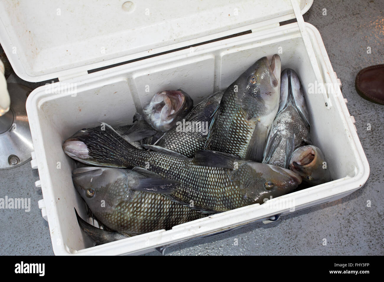 looking down into a cooler of fresh caught fish Stock Photo