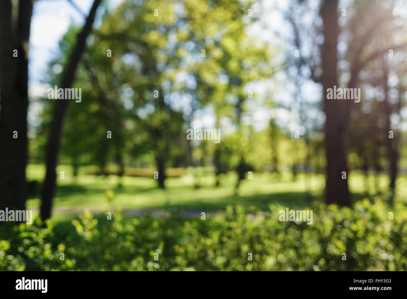 blurred background of spring or summer park in town Stock Photo