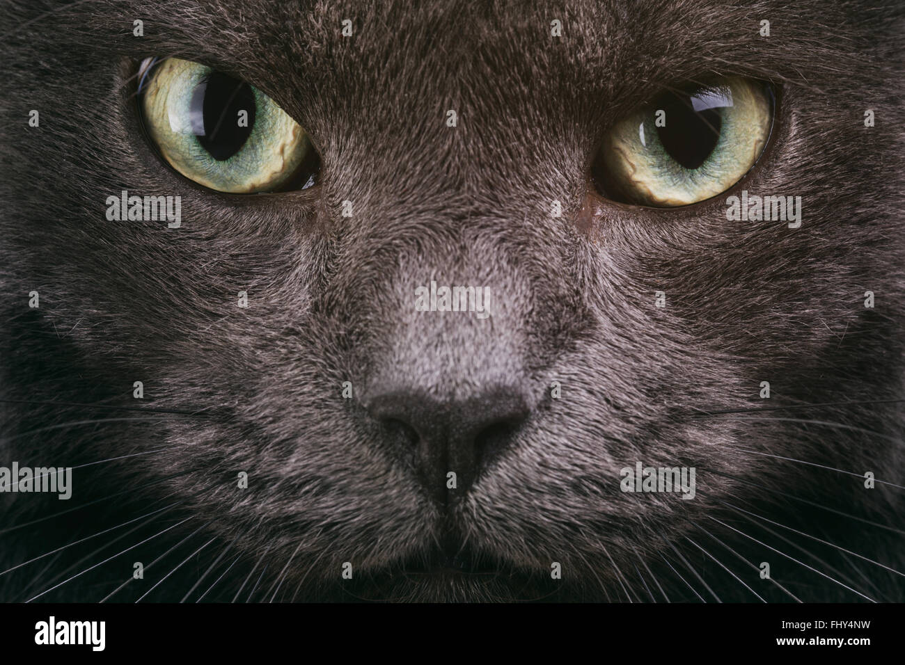 grey cat face closeup with green eyes Stock Photo