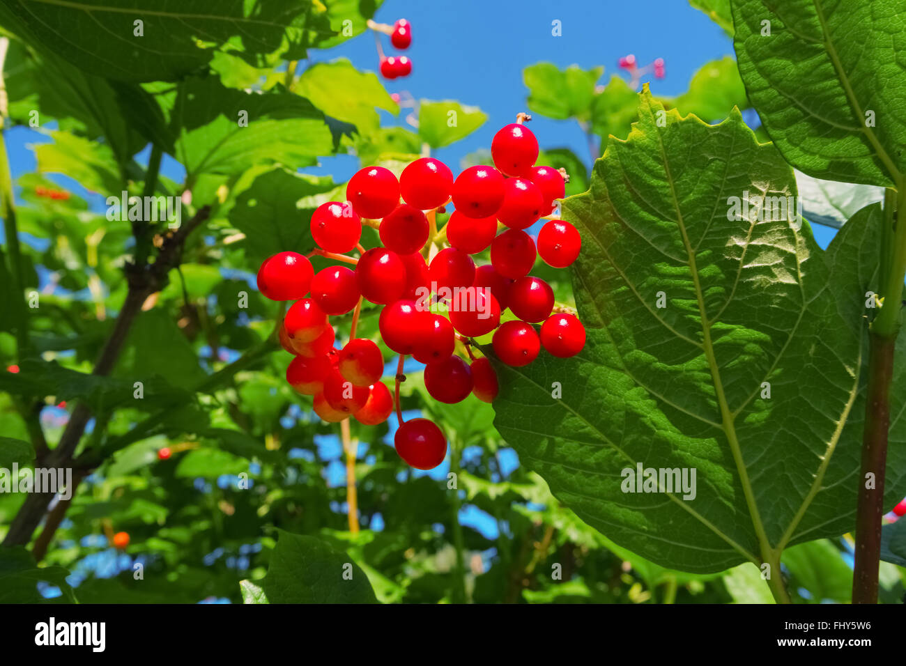 Viburnum shrub on a sunny day. Bunch of red berries of a Guelder rose. Stock Photo