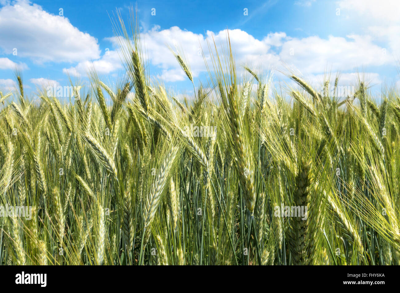 Green barley in close-up in a field against blue and white sky Stock Photo