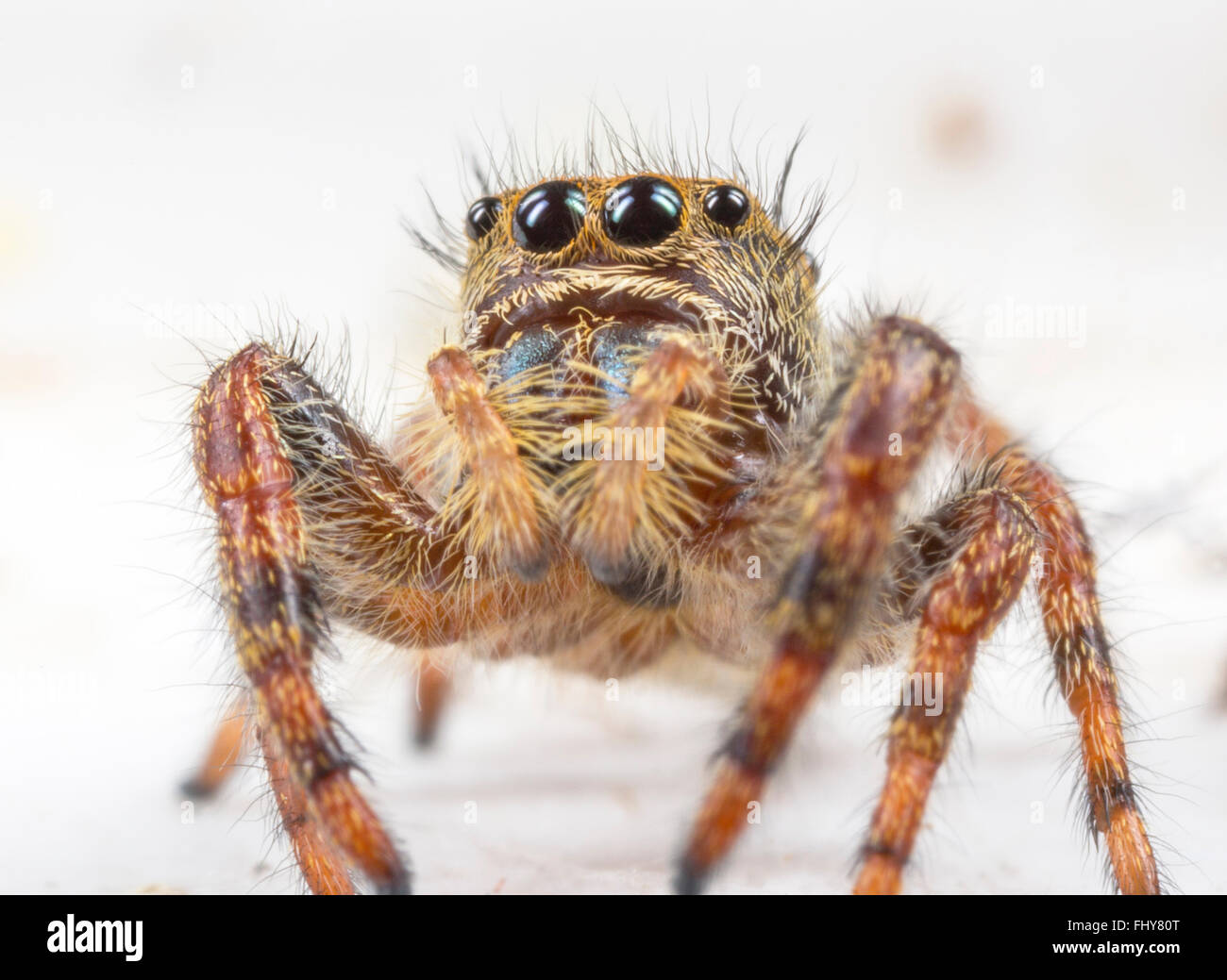 Jumping Spider-close up Stock Photo