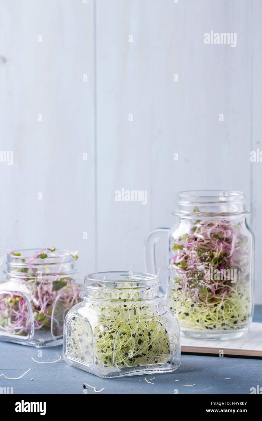 Healthy diet. Fresh Garlic and Radish Sprouts in glass mason jars standing over blue wooden table. Stock Photo