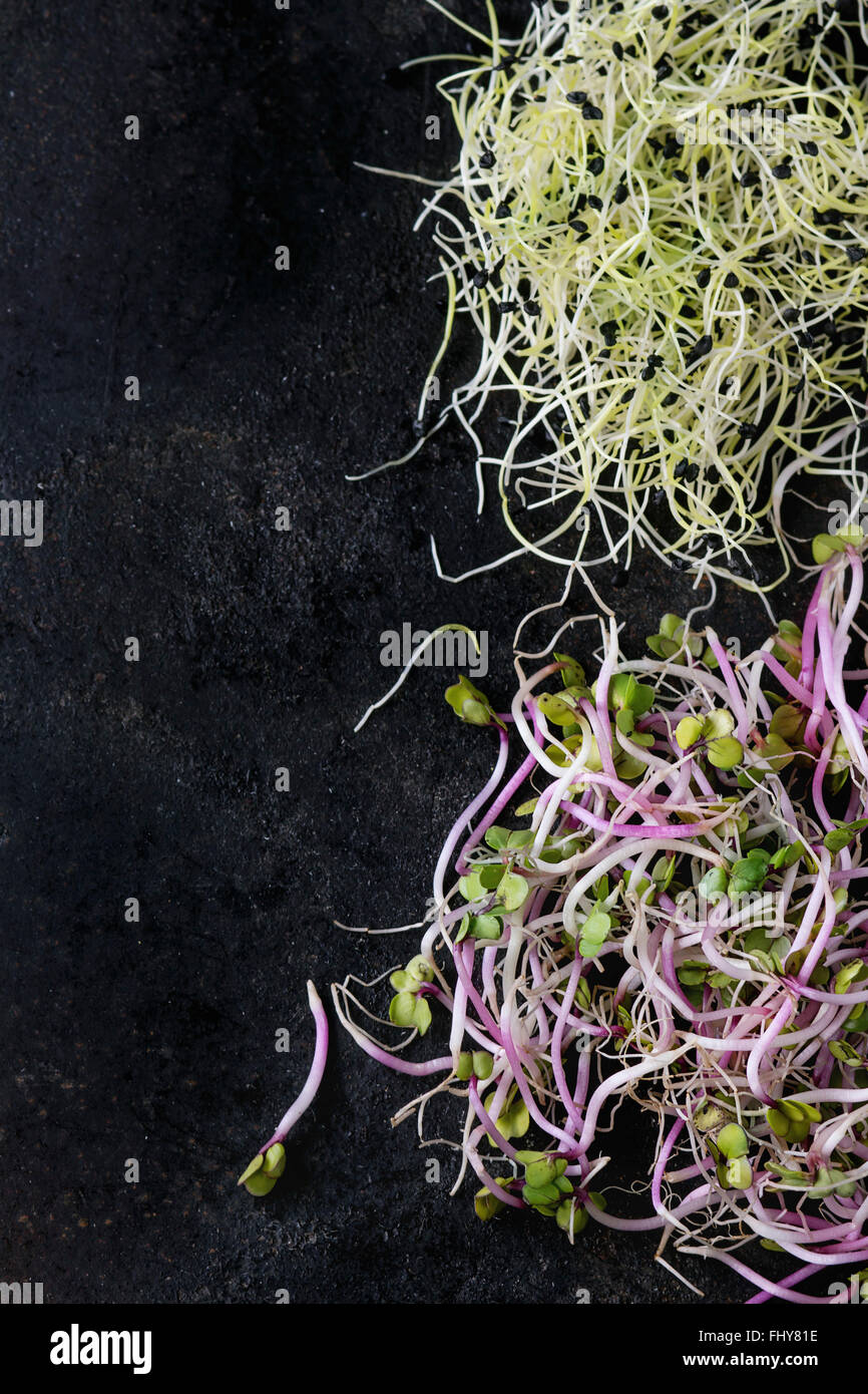 Healthy diet. Fresh Garlic and Radish Sprouts on over black metal surface. Space for text. Top view. Stock Photo
