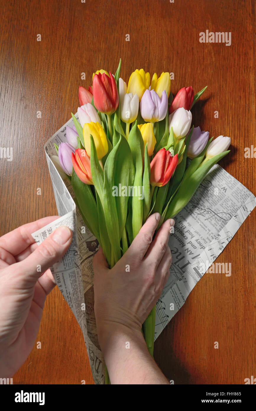 Making tulips bouquet, packing with newspaper Stock Photo Alamy