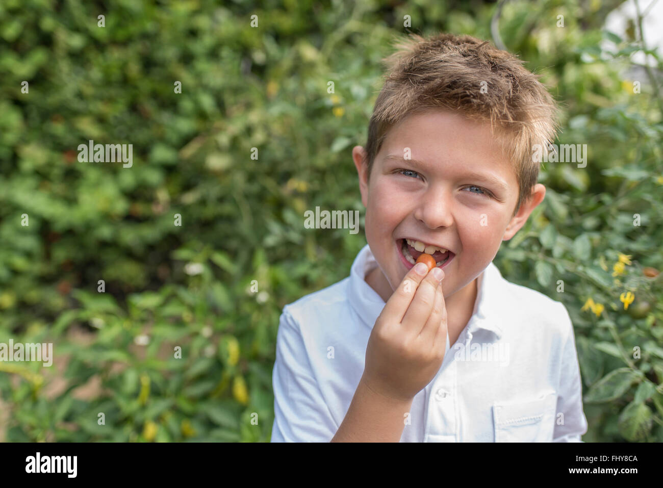 Portrait of little boy eating fresh cherry tomato Stock Photo - Alamy