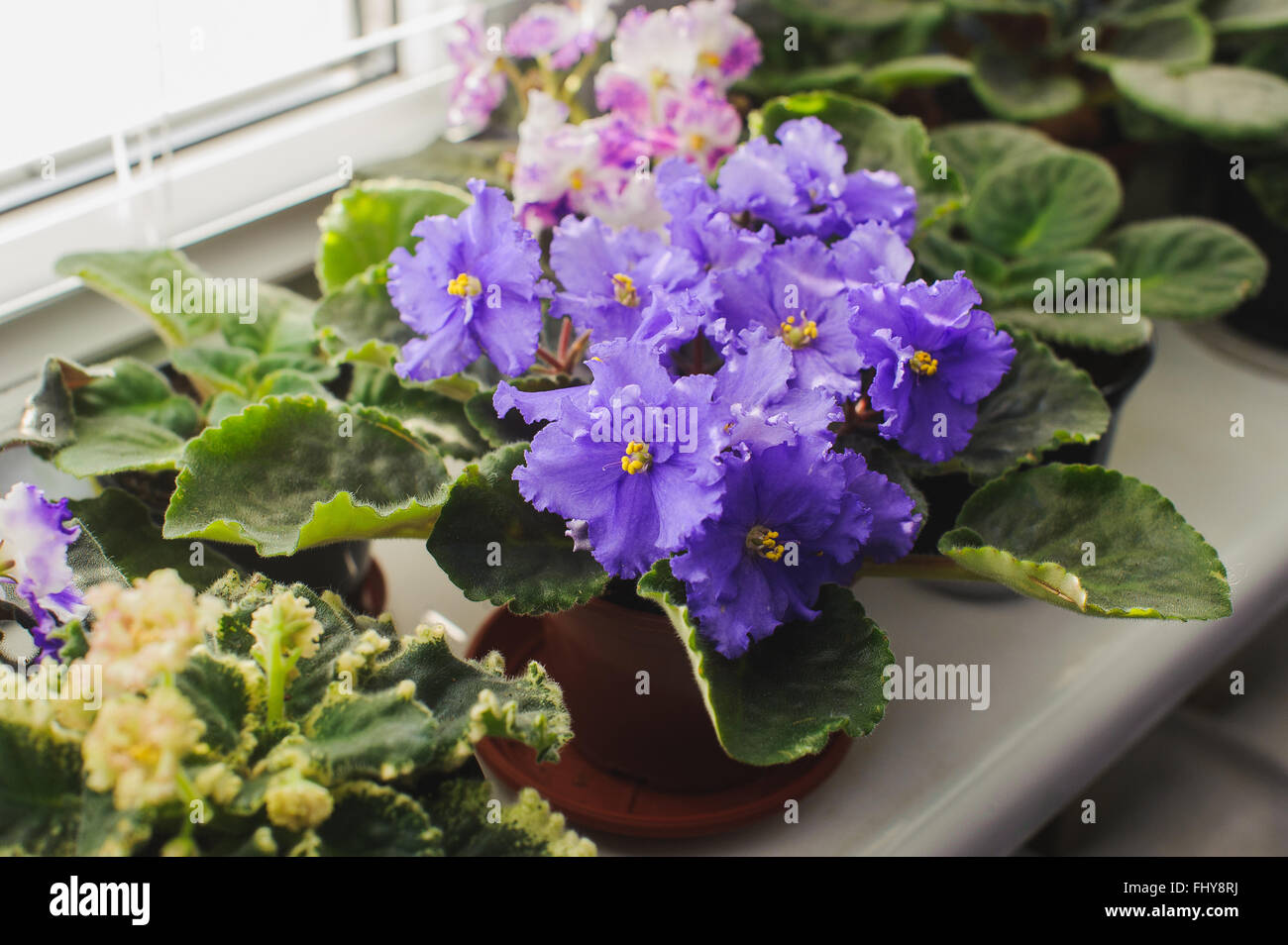 African Violet or Saintpaulia on the background of window with jalousie, shutter, houseplants. view from above. Stock Photo