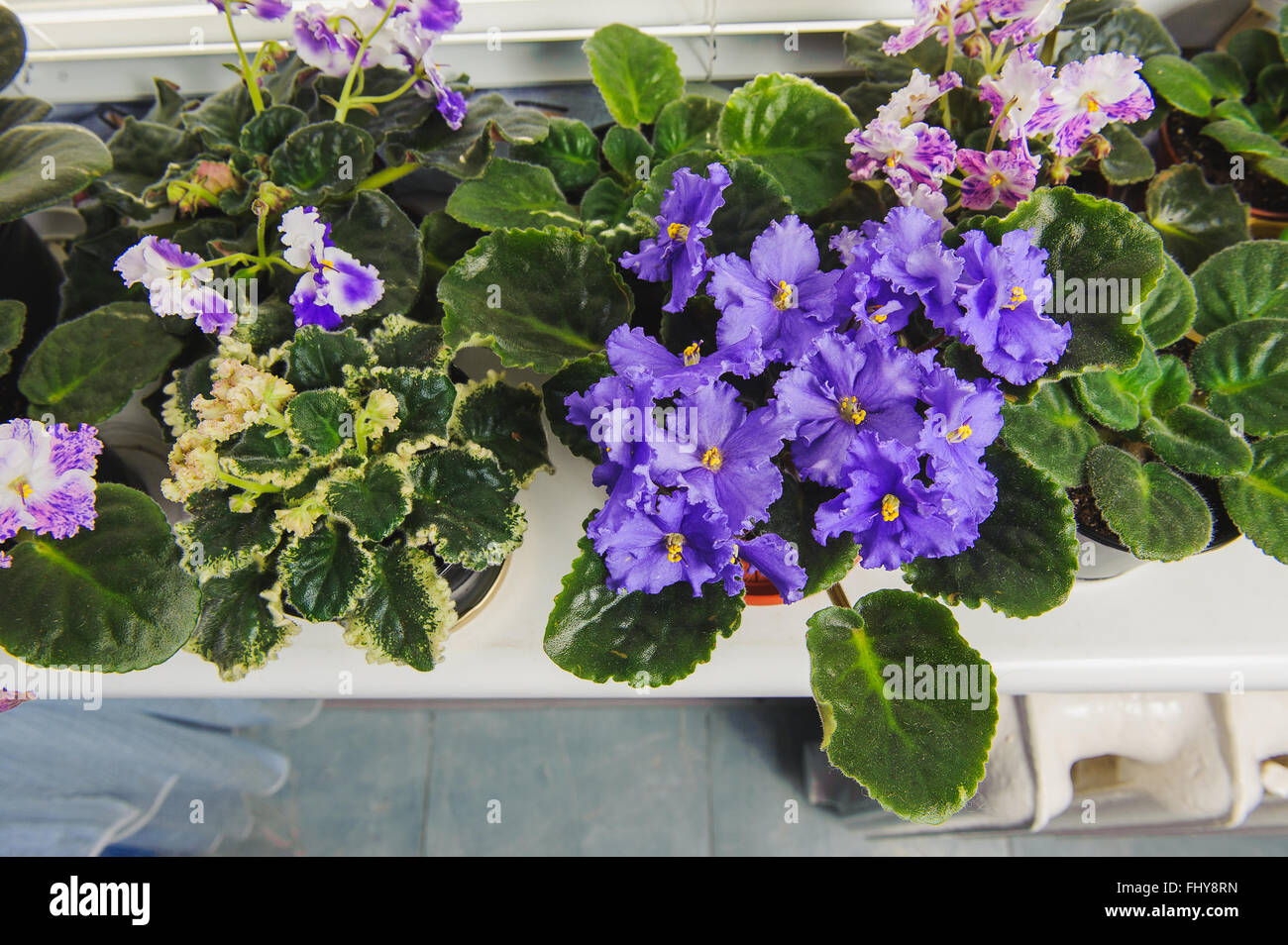 African Violet or Saintpaulia on the background of window with jalousie, shutter, houseplants. view from above. Stock Photo
