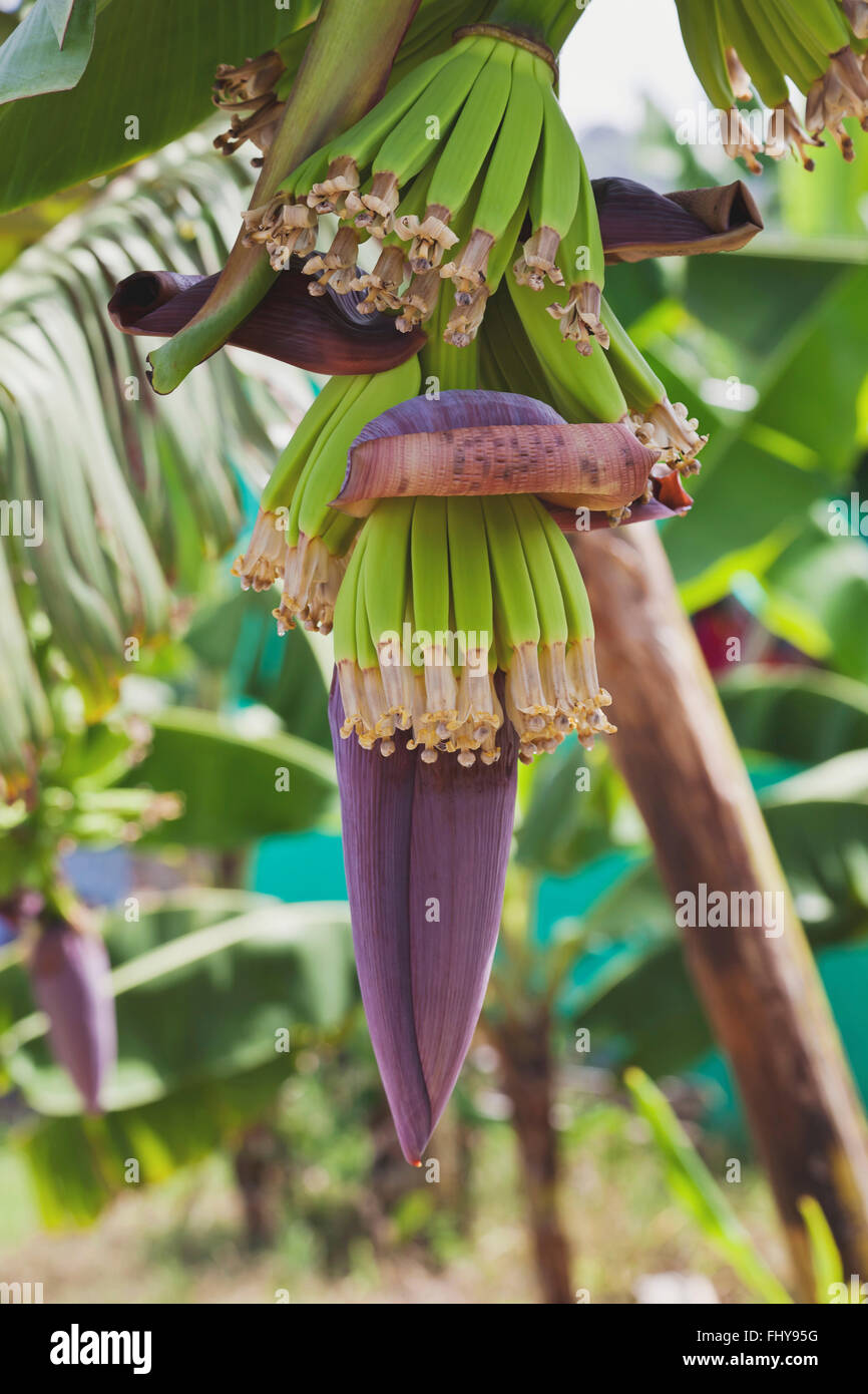 Bananas Grow On Banana Trees at Cynthia Almon blog