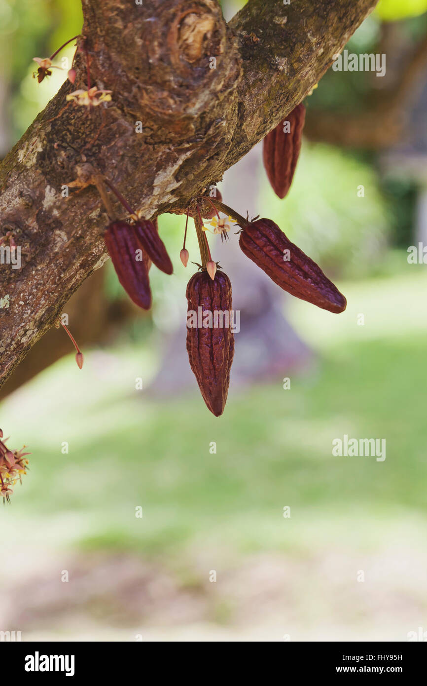 Cacao pods growing on the cacao tree Stock Photo
