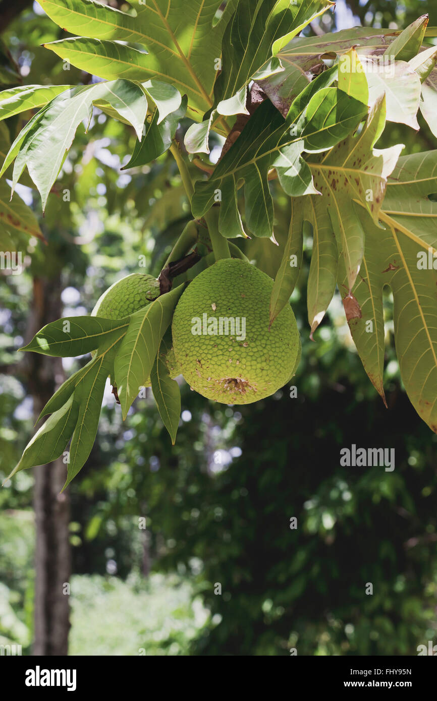 Breadfruit on the tree in the Caribbean Stock Photo - Alamy