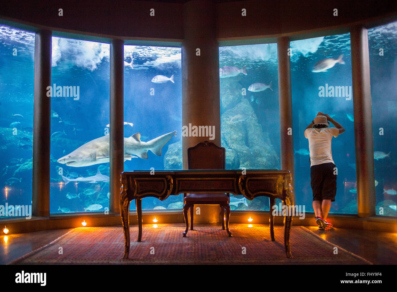 bull shark in Aquarium Finisterrae, Casa de Los Peces, Nautilus Hall