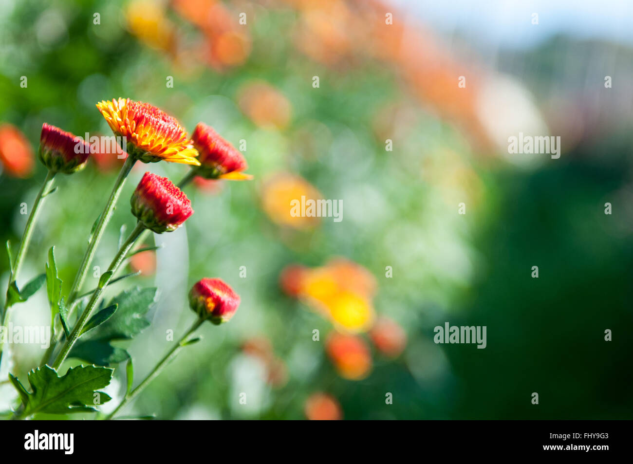 Various vibrant flowers hi-res stock photography and images - Alamy