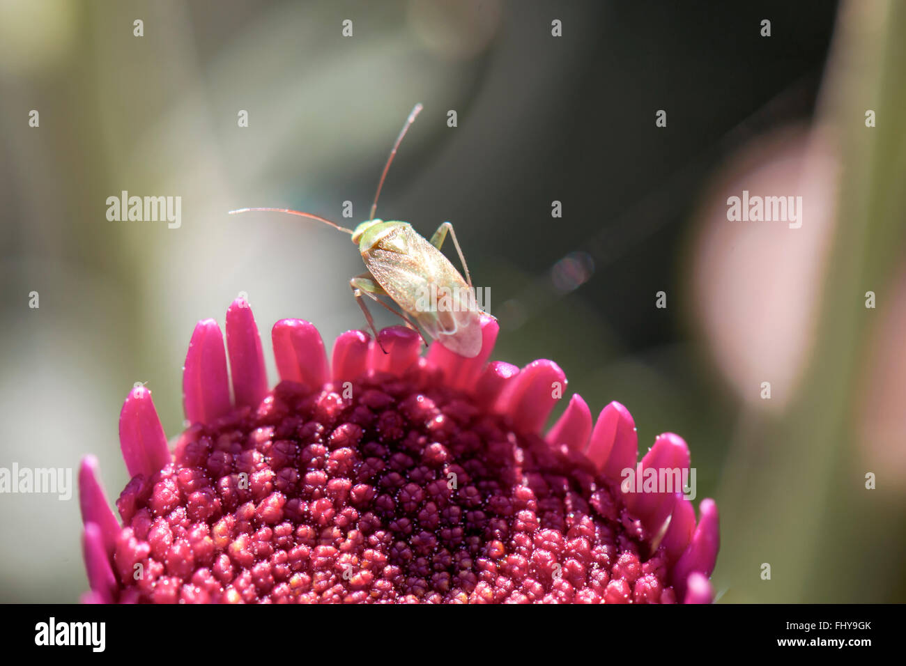 Insect on purple flower isolated in the garden Stock Photo