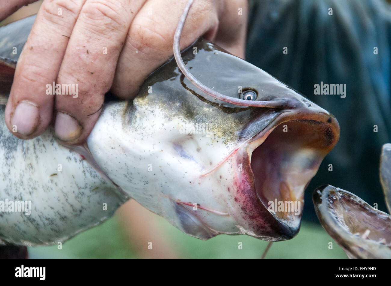 big cat fish caught with mouth open Stock Photo