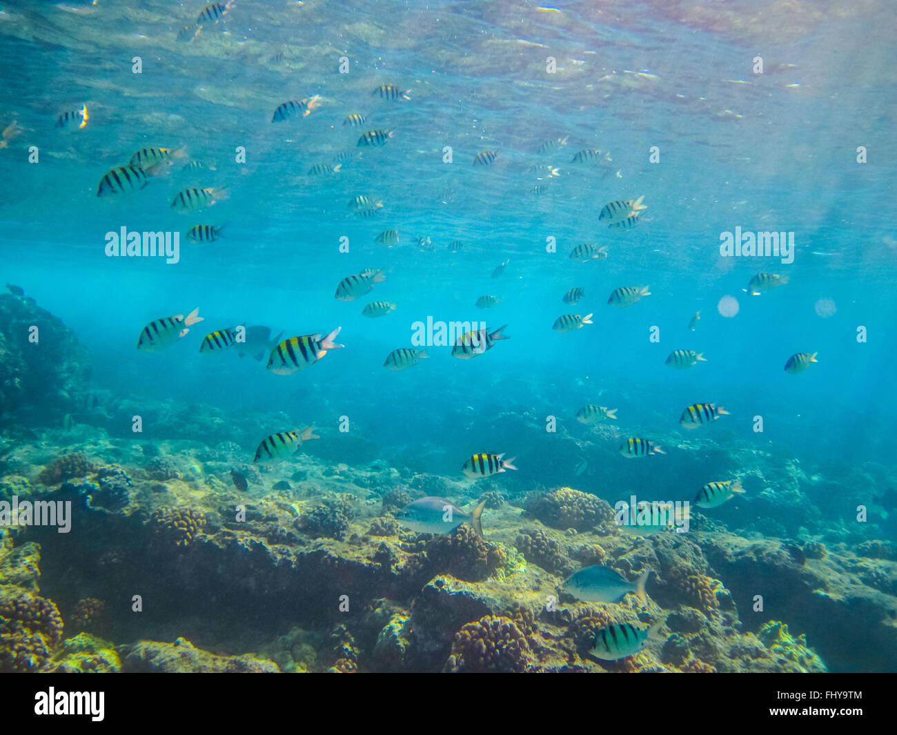 Underwater scene of striped fish in Hawaii Stock Photo