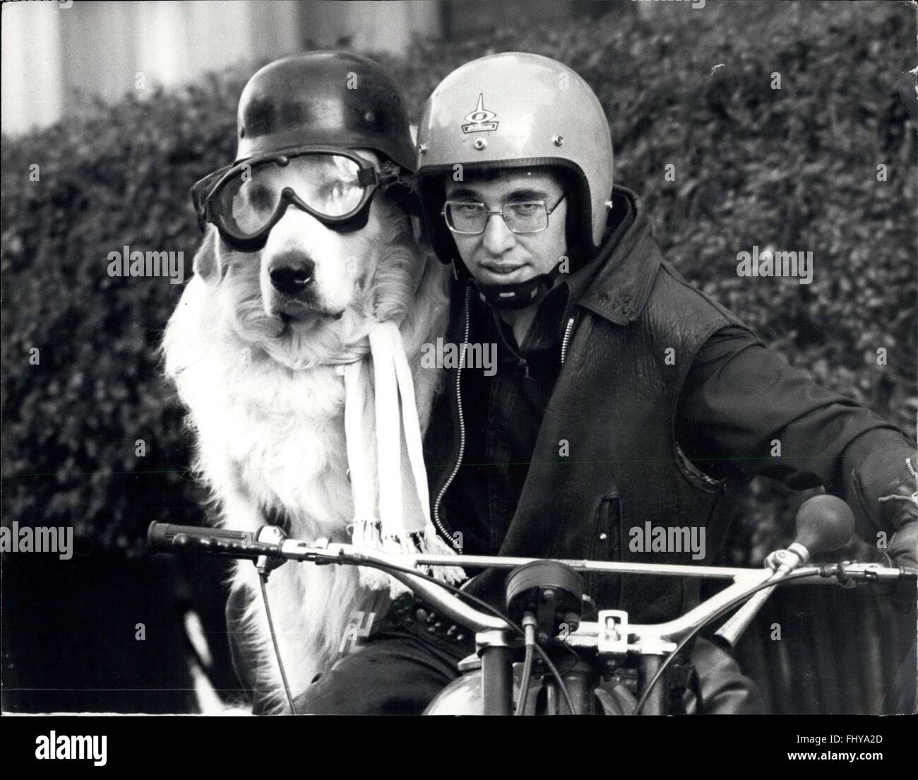 1979 - Too much ! ....Silver smoke, the hell's angel dog: That's his name, 'Too much Silver Smoke'. Smokey to his best friends, like Tony Gatward, his motor cycle friend, Smokey has the speed-bug, and he's no chicken, this dog, he's a real rough-n-tough Hell's Angel, don't let his refined pedigree fool you. He is an aristocrat amongst dogs a pyrenean mountain dog who has already qualified for Crufts in Feb, 1975. He is 3 year old, weighs 11stone, and stands 6ft high on two legs a magnificent spectacle, especially in his Hell's Angel gear, he can be seen striding down the streets of Leigh-on-se Stock Photo