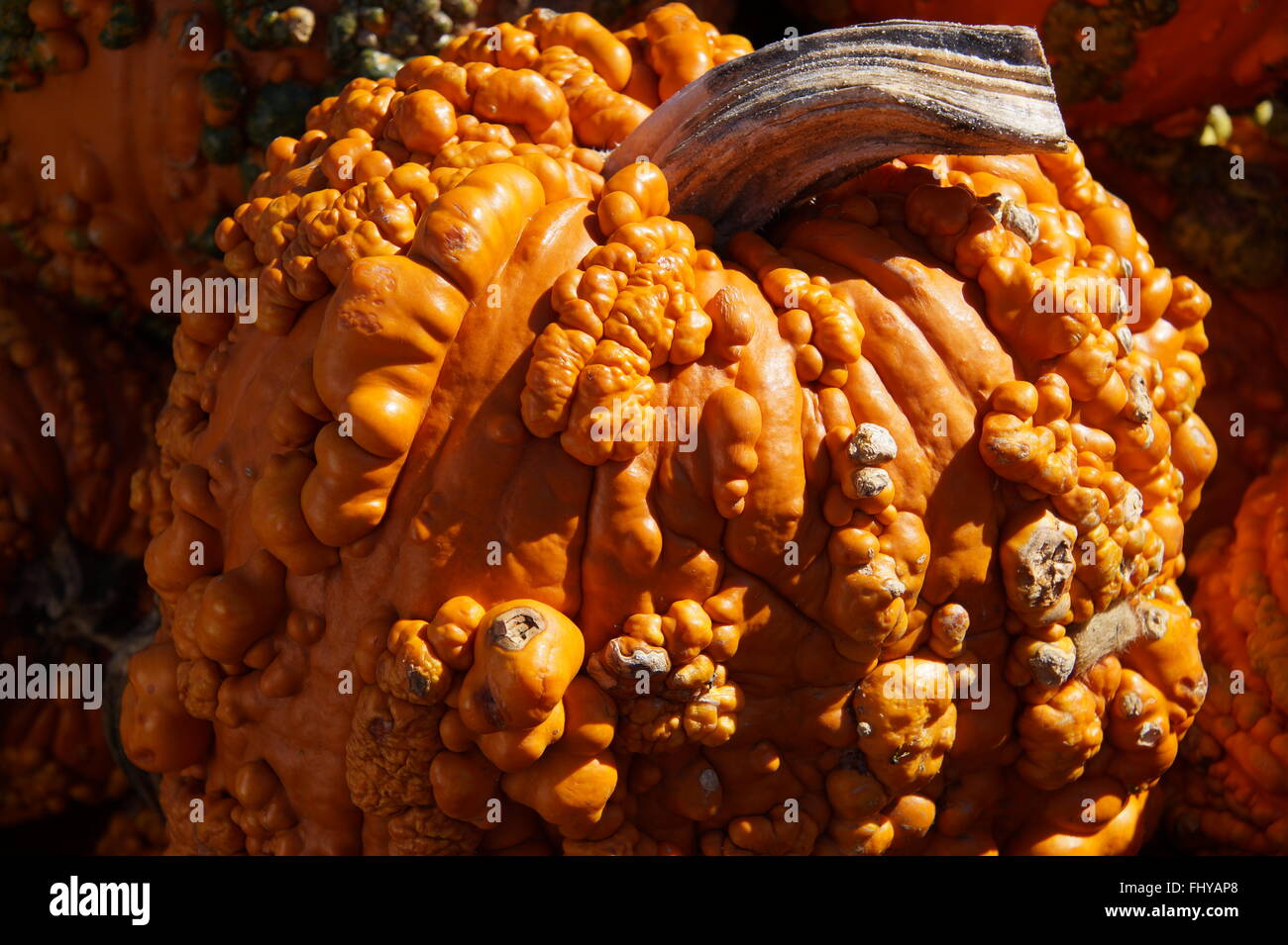 A bumpy pumpkin Stock Photo Alamy