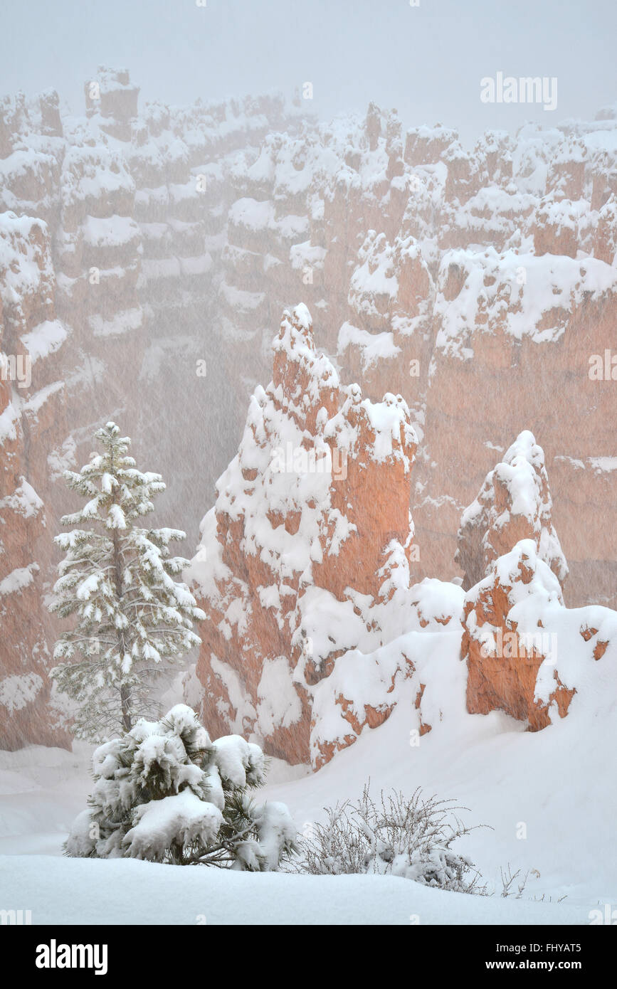 Fresh snow falling on Wall Street hoodoos in Bryce Canyon National Park in  Utah, as seen from Sunset Point Overlook. Stock Photo