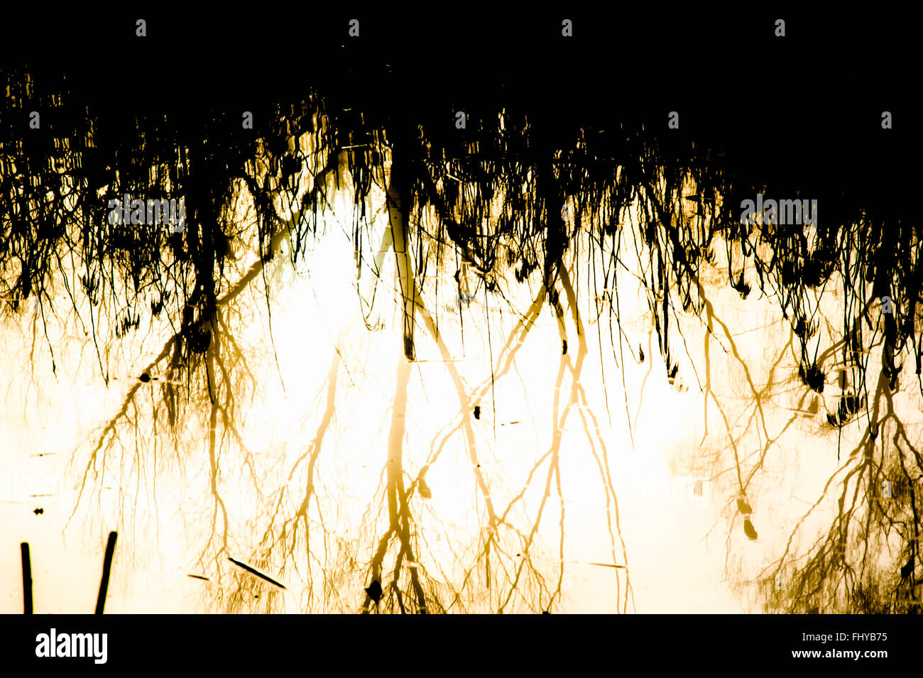 trees reflected in the water at dawn Stock Photo - Alamy