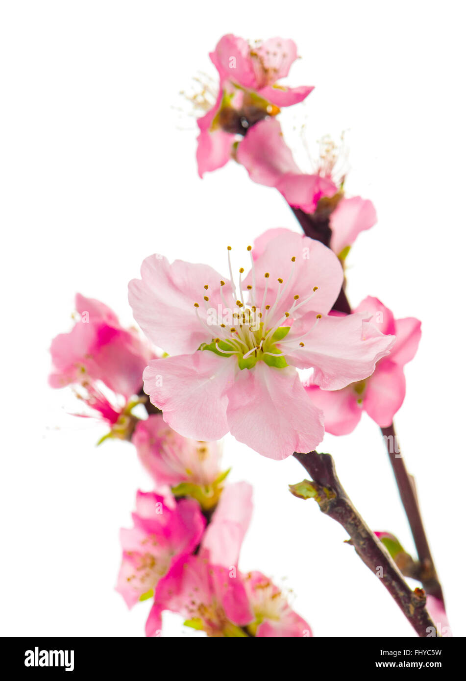 Almond tree blossoms isolated on white background Stock Photo - Alamy