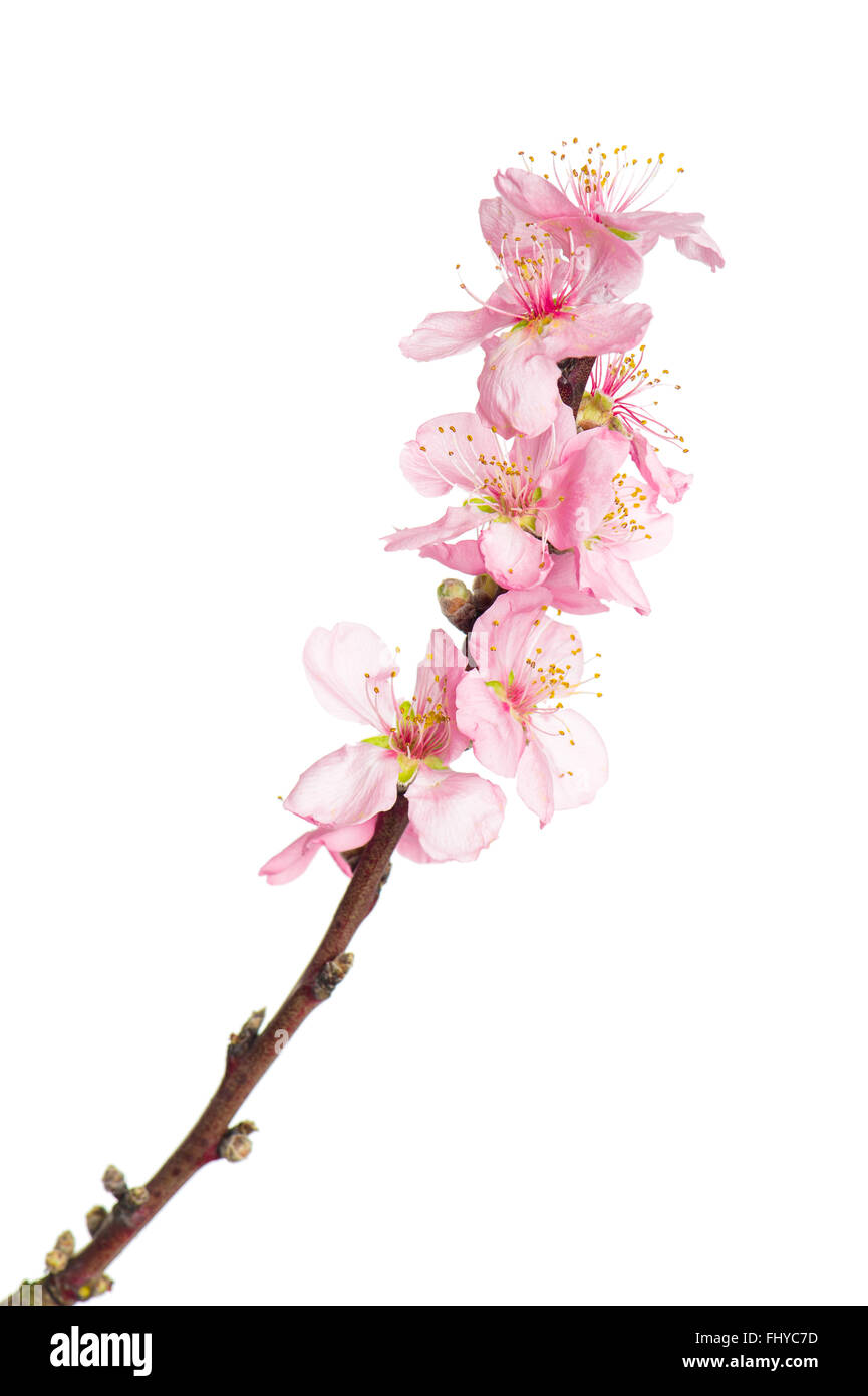 Almond tree blossoms isolated on white background. Spring flowers Stock ...