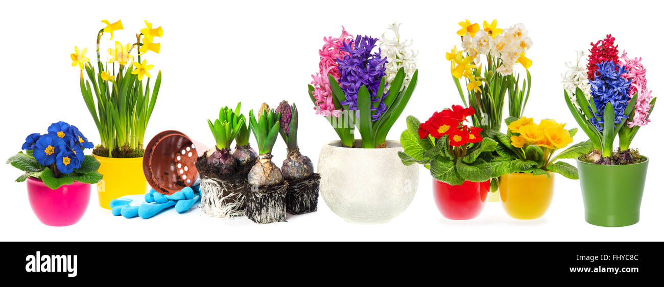 Fowers hyacinth, narcissus and primroses in pot isolated on white background. Spring gardening concept Stock Photo