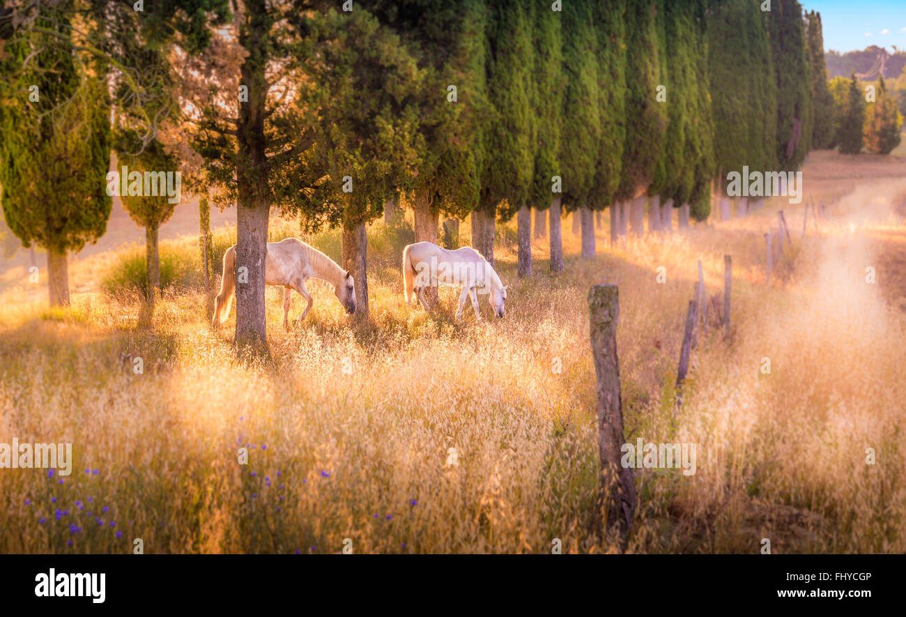 Wild horses amongst high tuscan cypress trees Stock Photo