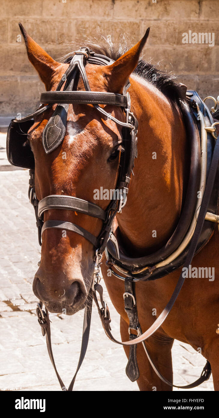 Head of brown horse with blinders and harness. Stock Photo