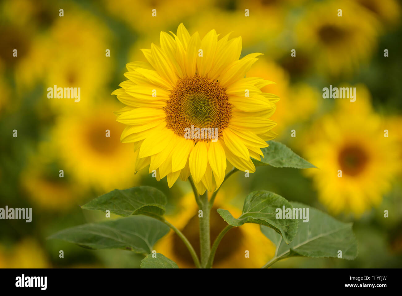 A field of Common Sunflowers (Helianthus annuus Stock Photo - Alamy